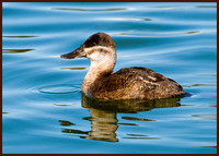 Ruddy Duck, female