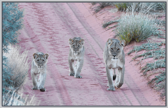 Lionness and Cubs