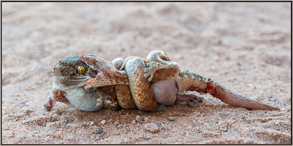 Boa Swallowing Gecko