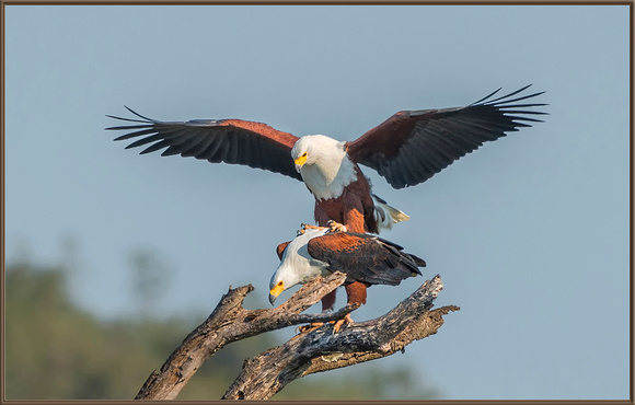 African Fish Eagles, Mating