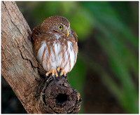 Brazilian Pygmy Owl