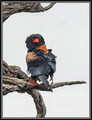 Bateleur Eagle