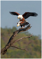 Mating Fish Eagles