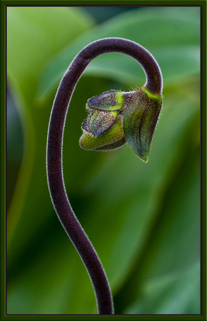 Ladyslipper Orchid Bud