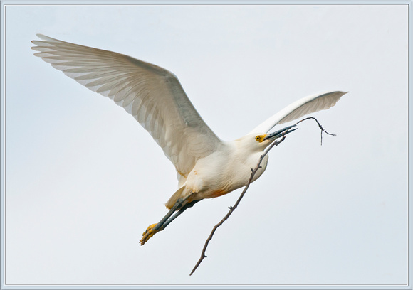 Egret with Nesting Material