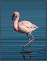 Lesser Flamingo