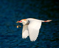 Cattle Egret