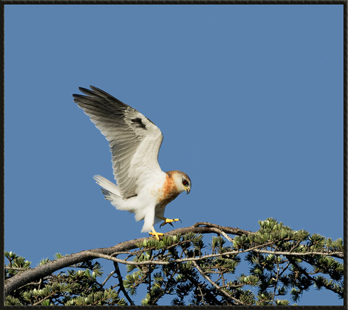White-Tailed Kite, Juvenile
