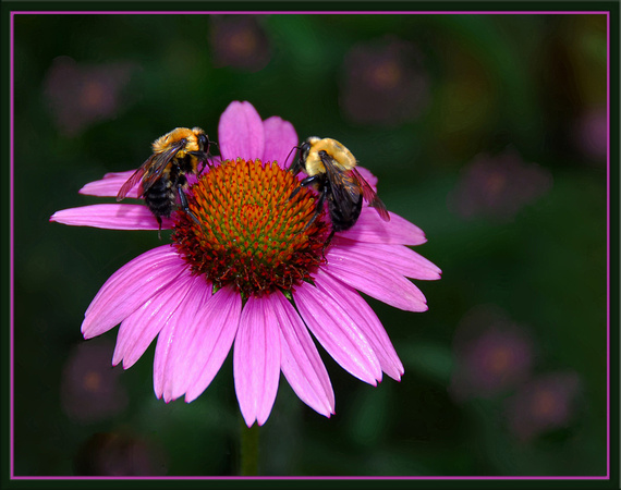 Bees on Coneflower