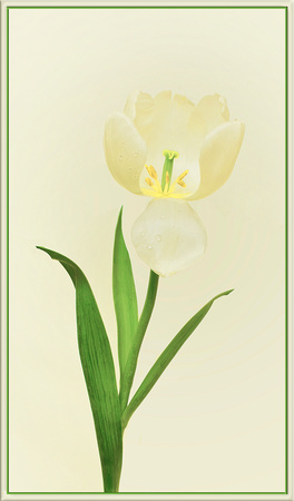 First Tulip 2012