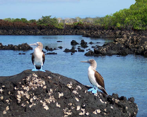 Blue-Footed Boobies, Galapagos Is.