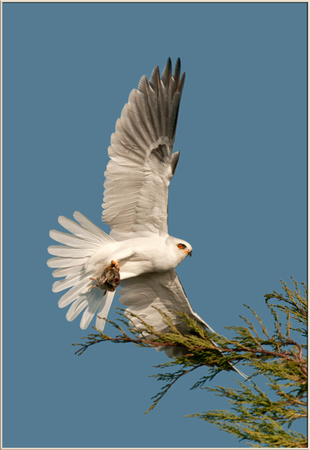 White-Tailed Kite with Vole