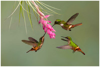 Festive Coquette hummers - male on top, females below