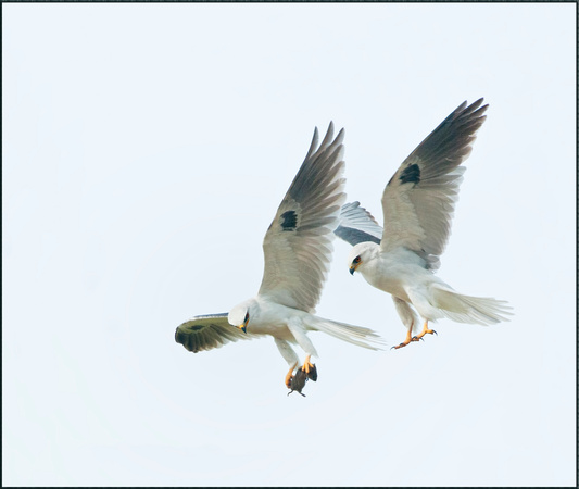 White-Tailed Kite Pair