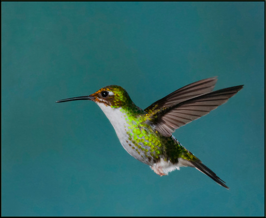 Booted Racket-Tail Hummer