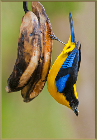 Blue-Winged Tanager, Ecuador