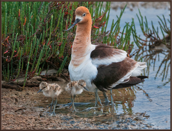 American Avocet with 3 Chicks