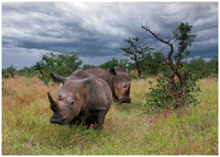 Rhinos with Approaching Storm