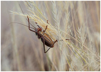 Corn Cricket