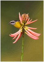 Bananaquit