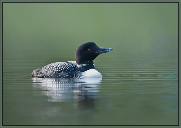 Common Loon, male