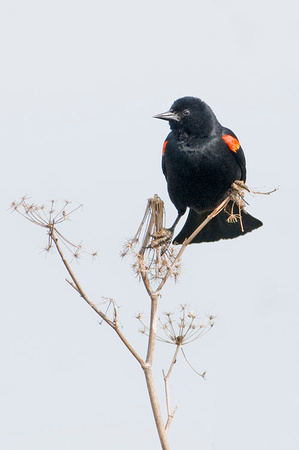 Red-Wing Blackbird
