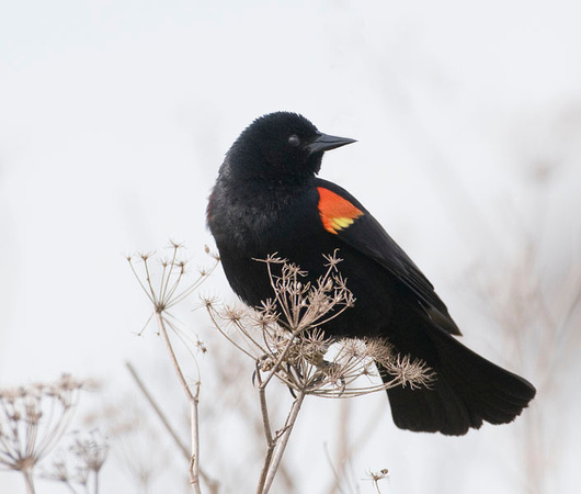 Red-Wing Blackbird, male