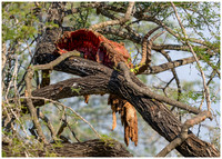 leopard kill in a tree