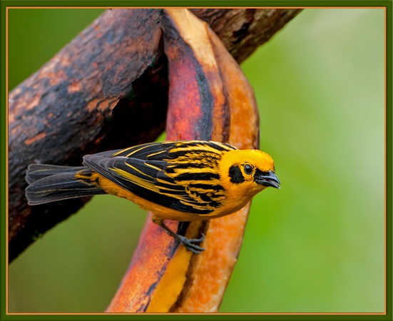 Golden Tanager, Ecuador