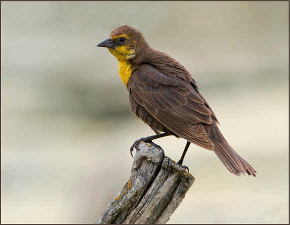 Yellow-Headed Blackbird, Female