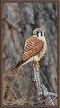 Kestrel, male