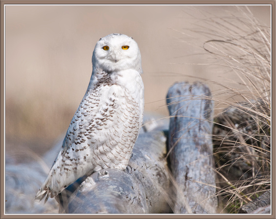 Snowy Owl, Male