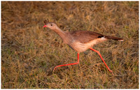 Secretary bird, juvenile