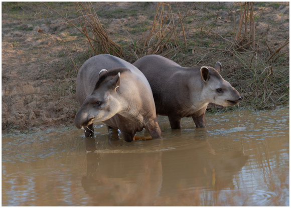 Tapir and calf