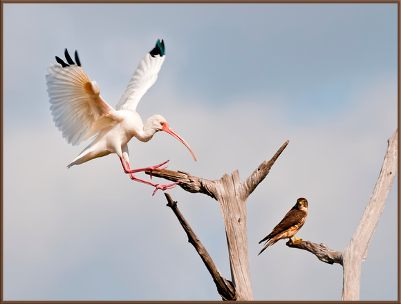 White Ibis and Merlin