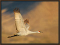 Sandhill Crane