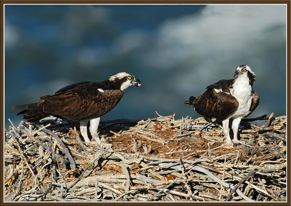 Osprey Pair with Chicks