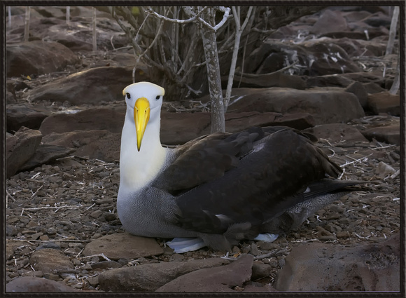 Albatross, Galapagos Is.