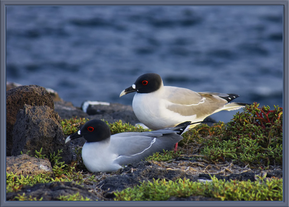 Swallowtail Gulls, Galapagos Is.