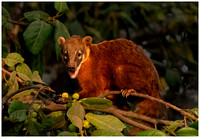 Coati Mundi