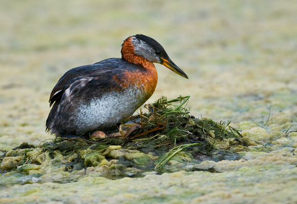 Red-Neck Grebe with eggs