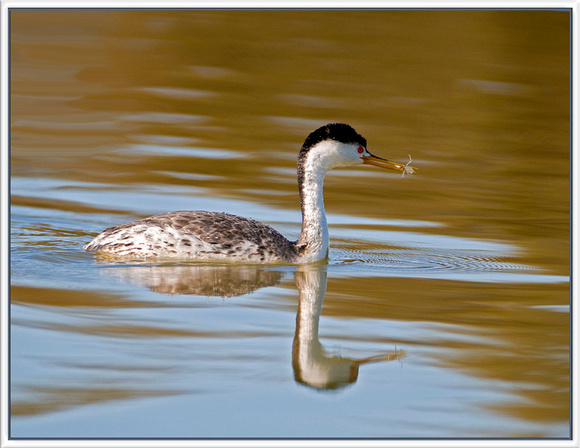 Clark's Grebe with Crab