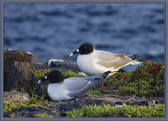 Swallowtail Gulls