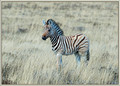 Zebra foal